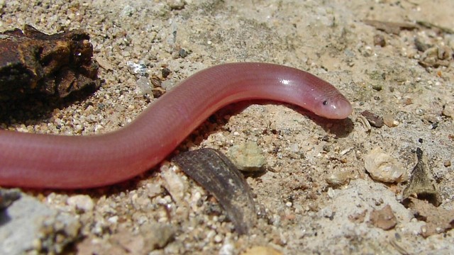 bai-viet/ran-giun-co-doc-khong-so-cuu-dung-cach-khi-bi-ran-can.html