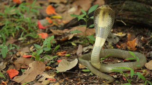 bai-viet/ran-ho-meo-co-doc-khong-cach-so-cuu-khi-bi-ran-ho-meo-can.html