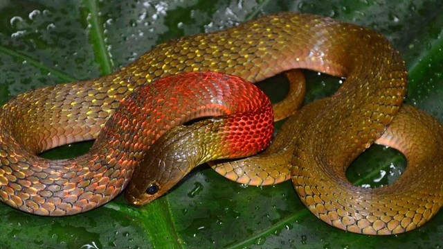 bai-viet/ran-lua-co-doc-khong-cac-bien-phap-an-toan-khi-gap-ran-lua.html