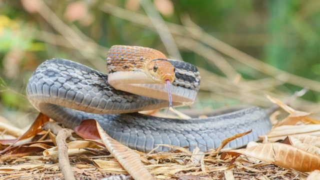 bai-viet/ran-soc-dua-co-doc-khong-cach-nhan-biet-ran-doc-can.html