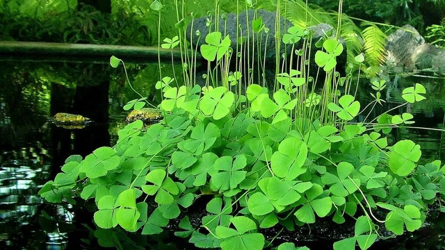 bai-viet/rau-bo-la-gi-rau-bo-co-tac-dung-nhu-the-nao-doi-voi-suc-khoe.html