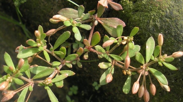 bai-viet/rau-dang-dat-tri-benh-gi-luu-y-khi-su-dung-rau-dang-dat.html