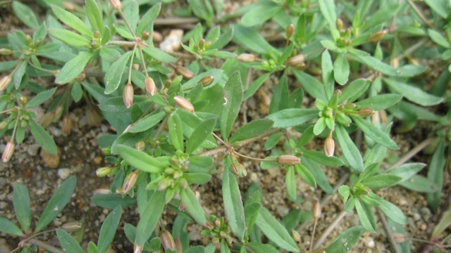 bai-viet/rau-dang-giai-doc-co-the-bai-thuoc-an-toan-va-hieu-qua-tu-thien-nhien.html