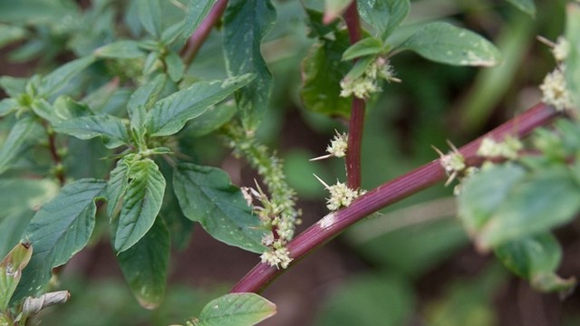 bai-viet/rau-den-gai-chua-gian-tinh-mach-cach-dung-hieu-qua-va-an-toan.html