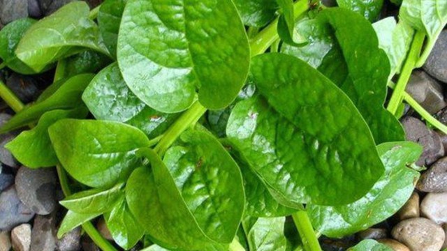 bai-viet/rau-mong-toi-co-tac-dung-gi-va-luu-y-khi-an.html