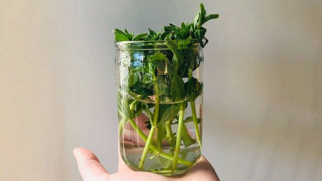 bai-viet/cach-dung-rau-ngo-tri-ho-khong-phai-ai-cung-biet.html