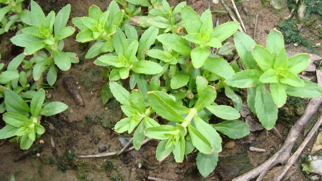 bai-viet/rau-om-tri-benh-gi-bai-thuoc-dong-y-va-luu-y-khi-dung-rau-om.html