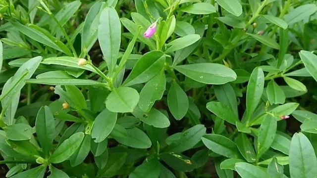 bai-viet/rau-sam-dat-an-co-tac-dung-gi-nhung-luu-y-khi-an-rau-sam-dat.html