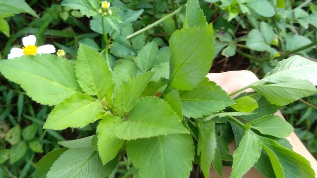 bai-viet/rau-xuyen-chi-xao-toi-co-tac-dung-gi-mot-so-luu-y-khi-an-rau-xuyen-chi.html