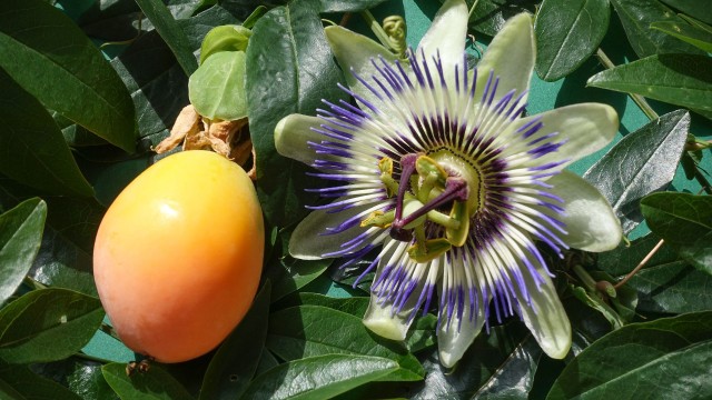 bai-viet/re-cay-lac-tien-co-tac-dung-gi-doi-voi-suc-khoe-con-nguoi.html