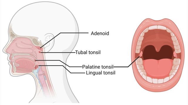 bai-viet/roi-loan-adenoid-la-gi-nguyen-nhan-va-trieu-chung-cua-roi-loan-adenoid.html