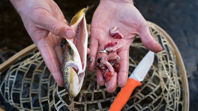 Ruột cá có ăn được không? Cảnh báo lợi - hại ít ai biết