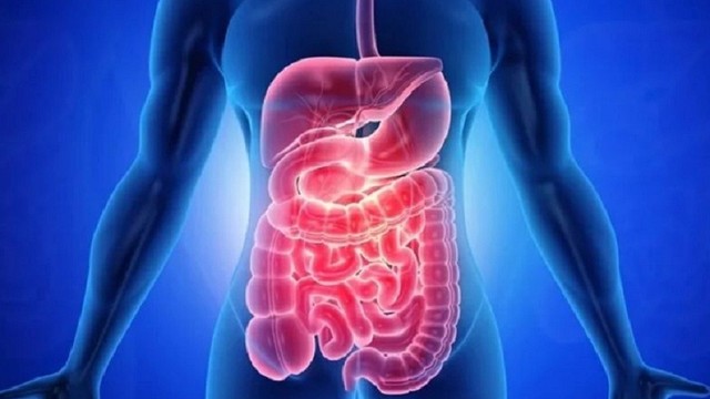 bai-viet/ruot-non-nguoi-dai-bao-nhieu-met-chuc-nang-cua-ruot-non.html