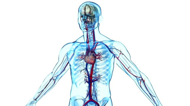 bai-viet/sinh-ly-tim-mach-tim-hieu-chi-tiet-ve-cau-truc-chuc-nang-thong-so.html