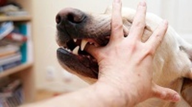 bai-viet/bi-cho-can-co-phai-tiem-uon-van-khong.html