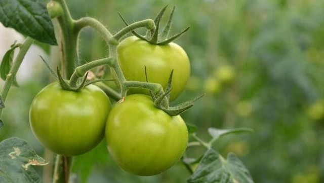 bai-viet/ca-chua-xanh-an-co-doc-khong-mot-so-luu-y-khi-an-ca-chua-de-dam-bao-an-toan.html