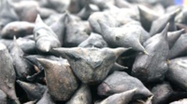 bai-viet/cu-au-tau-co-tac-dung-gi-co-gay-hai-cho-suc-khoe-khong.html