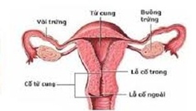 bai-viet/dau-hieu-nhan-biet-co-tu-cung-ngan-la-gi-61516.html