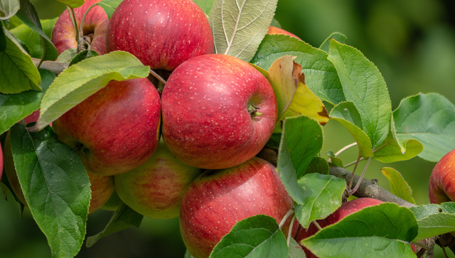 bai-viet/su-dung-tao-the-nao-de-giam-axit-uric-hieu-qua.html