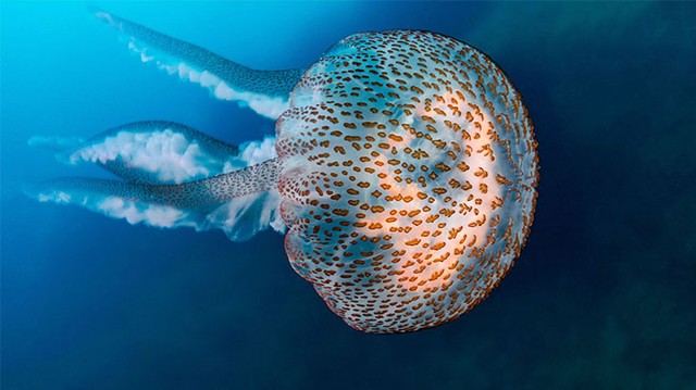 bai-viet/sua-an-song-duoc-khong-thanh-phan-dinh-duong-cua-sua.html