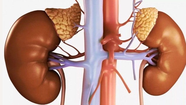 bai-viet/suy-tuyen-thuong-than-song-duoc-bao-lau-phong-benh-bang-cach-nao.html