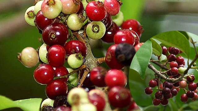 bai-viet/tac-dung-chua-benh-cua-cay-san-thuyen-69367.html