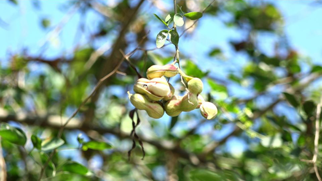 bai-viet/tac-dung-cua-cay-me-nuoc-voi-suc-khoe-con-nguoi.html