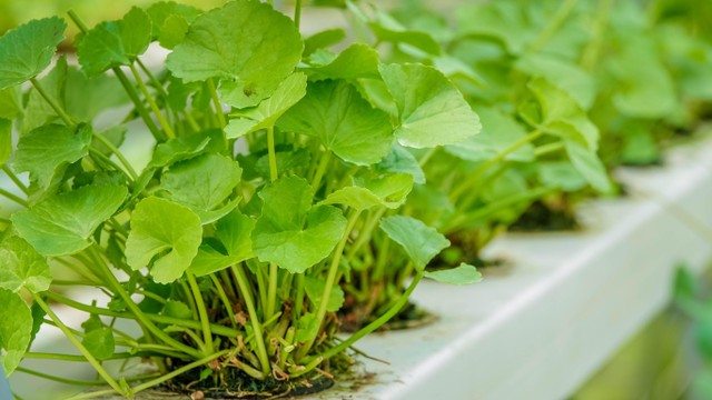 bai-viet/tac-dung-cua-rau-ma-doi-voi-suc-khoe.html