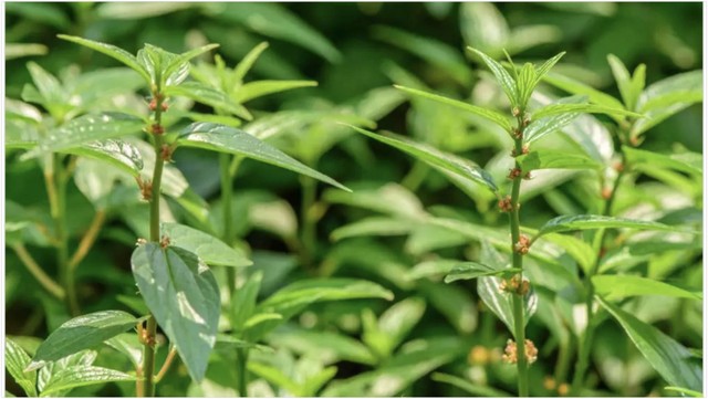 bai-viet/tac-hai-cua-cay-thuoc-doi-ban-can-biet.html