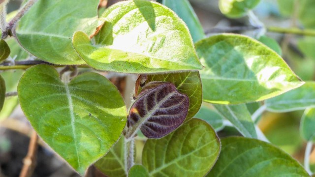 bai-viet/tac-hai-cua-la-mo-long-va-nhung-luu-y-khi-su-dung.html