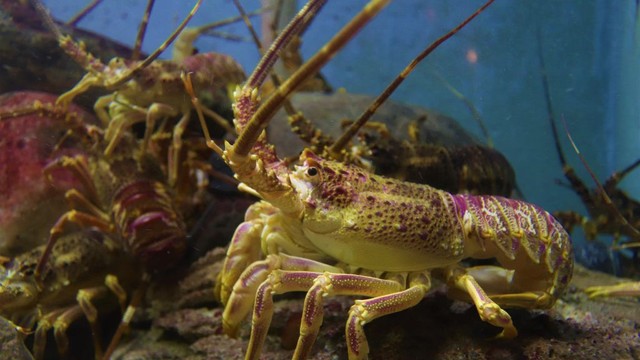 bai-viet/tom-hum-co-gia-tri-dinh-duong-nhu-the-nao-an-nhieu-tom-co-tot-khong.html