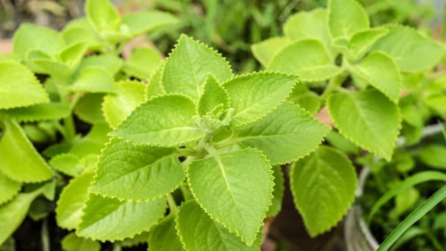 bai-viet/tam-la-hung-chanh-cho-be-tri-ho-dut-diem-va-nhung-dieu-me-khong-nen-bo-qua.html