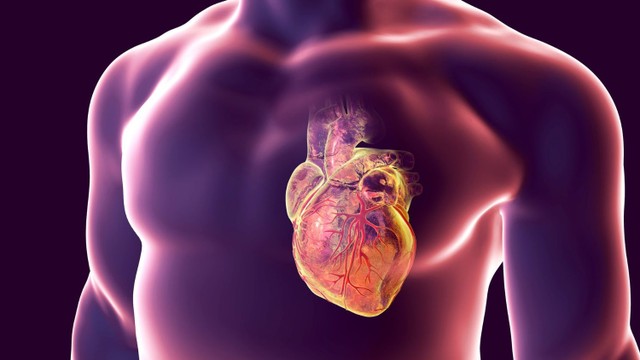 bai-viet/tim-hieu-ve-tang-tam-va-cac-bieu-hien-benh-ly-thuong-gap.html