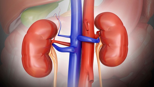 bai-viet/chuc-nang-cua-tang-than-la-gi-moi-quan-he-giua-tang-than-voi-cac-tang-phu-khac.html