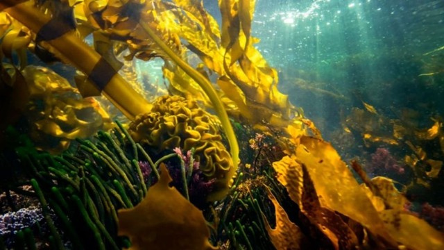 bai-viet/tao-nau-mozuku-co-tot-khong-su-dung-the-nao-cho-hop-ly.html