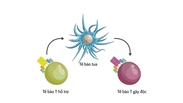 bai-viet/te-bao-t-ho-tro-la-gi-chuc-nang-va-co-che-hoat-dong.html