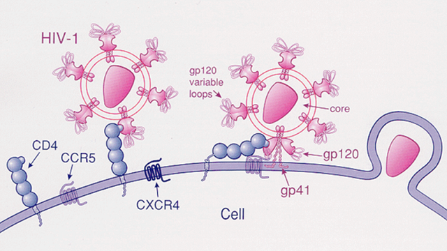 bai-viet/te-bao-cd4-la-gi-vai-tro-cua-te-bao-cd4-la-gi-70115.html