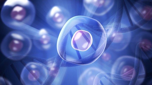 bai-viet/ban-da-biet-gi-ve-te-bao-goc-da-nang-gioi-han.html