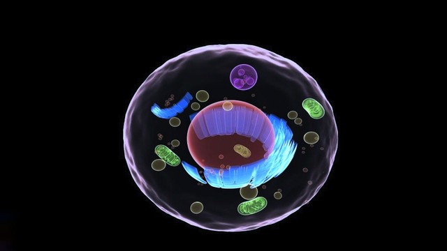 bai-viet/te-bao-lon-nhat-trong-co-the-nguoi-la-te-bao-nao.html