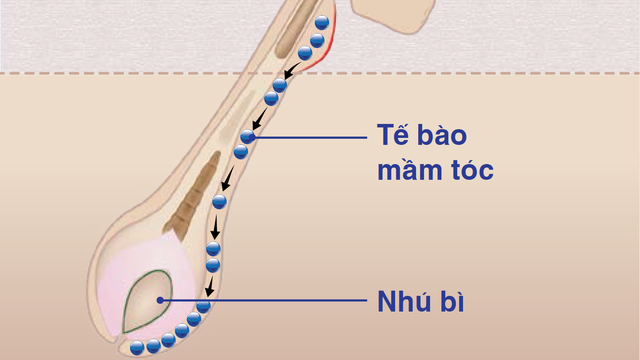 bai-viet/te-bao-mam-toc-cham-soc-toc-tu-goc.html