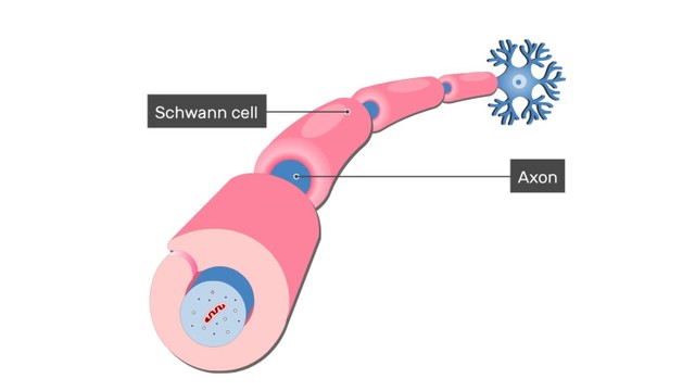 bai-viet/te-bao-schwann-la-gi-cau-truc-chuc-nang-va-benh-ly-lien-quan.html