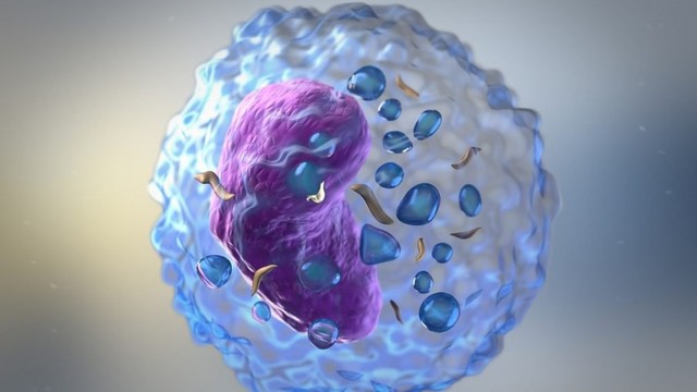 bai-viet/te-bao-tieu-diet-tu-nhien-nk-nhung-dieu-can-biet.html