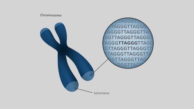 bai-viet/telomere-la-gi-kham-pha-vai-tro-sinh-hoc-cua-telomere.html