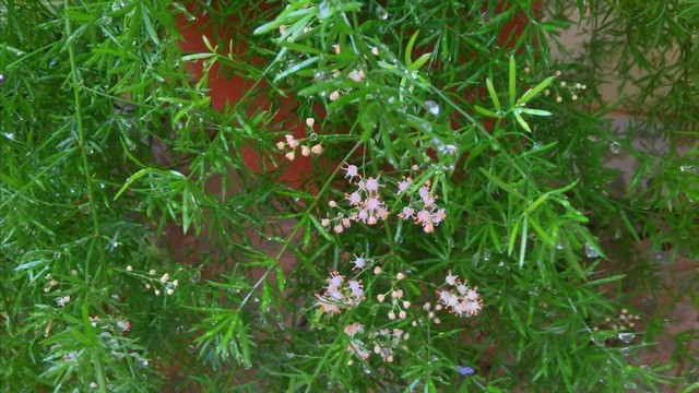 bai-viet/thien-mon-dong-co-tac-dung-gi-mot-so-bai-thuoc-co-su-dung-thien-mon-dong.html