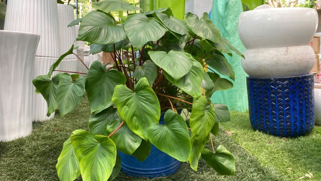 bai-viet/thien-nien-kien-cong-dung-cach-dung-va-nhung-luu-y-quan-trong.html