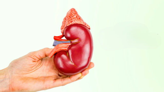 bai-viet/thoi-gian-hoi-phuc-sau-khi-hien-than-va-nhung-dieu-ban-can-biet.html