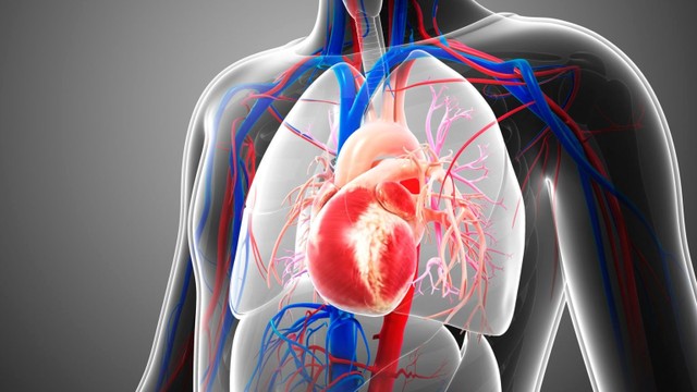 bai-viet/mot-so-thong-tin-can-biet-ve-benh-thap-tim-va-cach-phong-tranh-hieu-qua.html