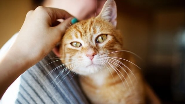 bai-viet/thu-cung-co-mui-hoi-kho-chiu-phai-lam-sao-55785.html