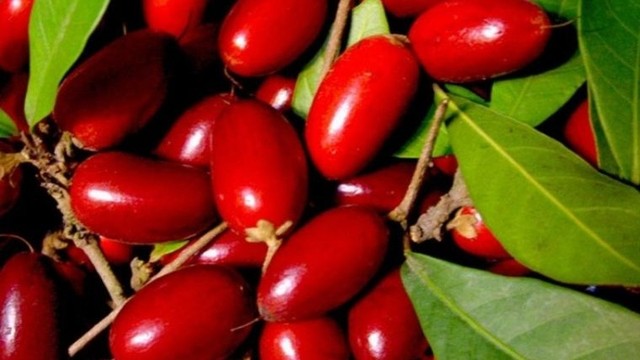 bai-viet/thuc-hu-ve-viec-an-trai-than-ky-uong-ruou-khong-say.html