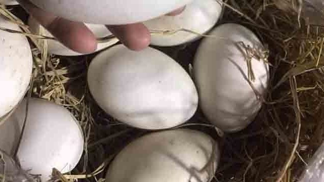 bai-viet/thuc-hu-viec-me-bau-an-trung-ngong-co-tot-khong-65939.html